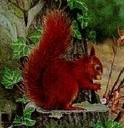 Tierbild-Auflage Eichhörnchen