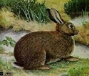 Tierbild-Auflage Kaninchen
