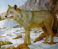 Tierbild-Auflage Wolf